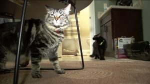 Lee más sobre el artículo Gatos viven solos en departamento de USD 1.500 al mes