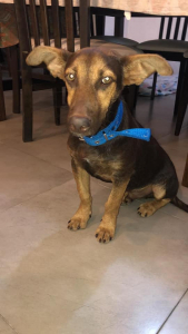 Lee más sobre el artículo Cachorro en adopción