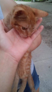 Lee más sobre el artículo Apareció en Barrio América
