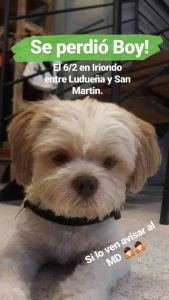 Lee más sobre el artículo Se perdió Boy