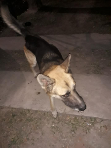 Lee más sobre el artículo Se encontró en Barrio Don Pedro