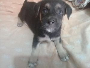 Lee más sobre el artículo Cachorritos en adopción