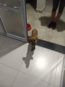 Lee más sobre el artículo Se encontró perrita en barrio Martelossi