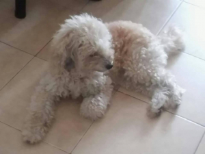 Lee más sobre el artículo Apareció Caniche