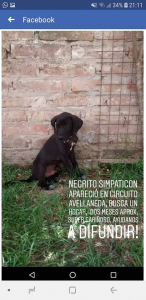 Lee más sobre el artículo Negrito perdido