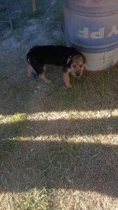 Lee más sobre el artículo Se encontró perrita en calle Colón