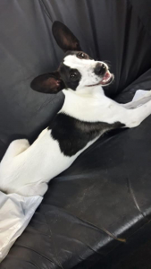 Lee más sobre el artículo Cachorra en adopción