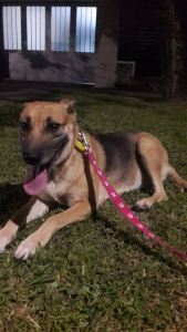 Lee más sobre el artículo Matilda en adopción