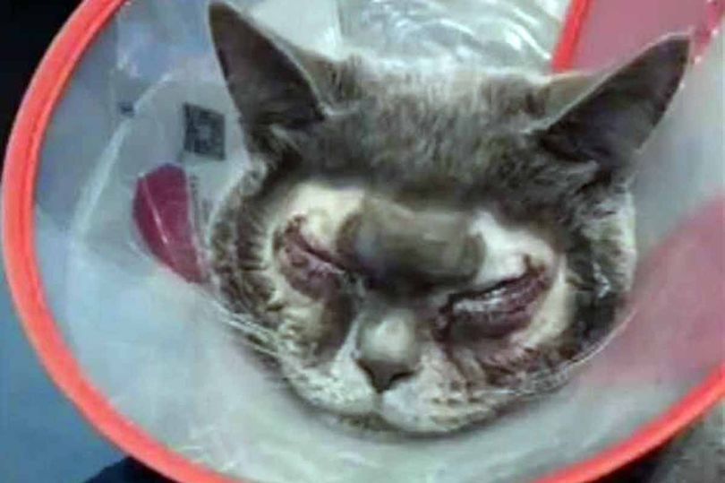 Lee más sobre el artículo Gasta USD 1500 en cirugía plástica para su gato, porque cree que es “feo”