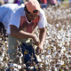Desarrollaron el concurso de cosecha manual del algodón en La Vertiente