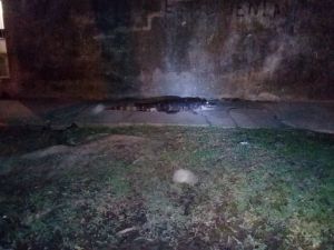 Lee más sobre el artículo Una familia de Calchaquí se encontró con un yacaré