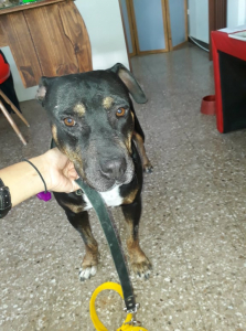Lee más sobre el artículo Apareció perrita