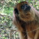 Liberaron cinco monos carayá en un área natural protegida de Villa Guillermina