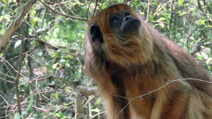 Lee más sobre el artículo Liberaron cinco monos carayá en un área natural protegida de Villa Guillermina