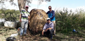 Lee más sobre el artículo Pescan una raya gigante en Reconquista