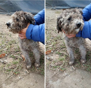 Lee más sobre el artículo Perrita en Avellaneda