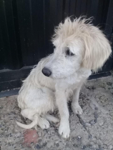Lee más sobre el artículo Perrito en Reconquista