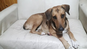Lee más sobre el artículo Perrito