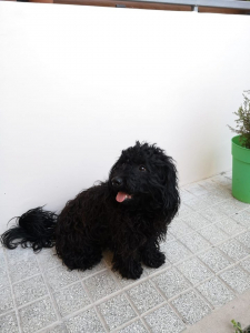 Lee más sobre el artículo Perrito