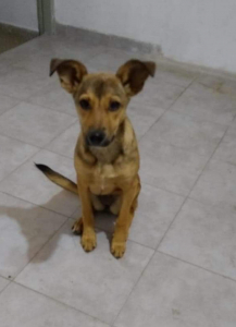 Lee más sobre el artículo Perrita