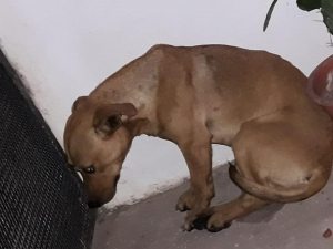 Lee más sobre el artículo Perrito