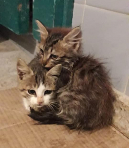 Lee más sobre el artículo Gatitos