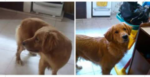 Lee más sobre el artículo Golden Retriver