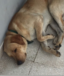 Lee más sobre el artículo Perro
