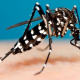 Dos casos de dengue confirmados en Avellaneda y otro en estudio