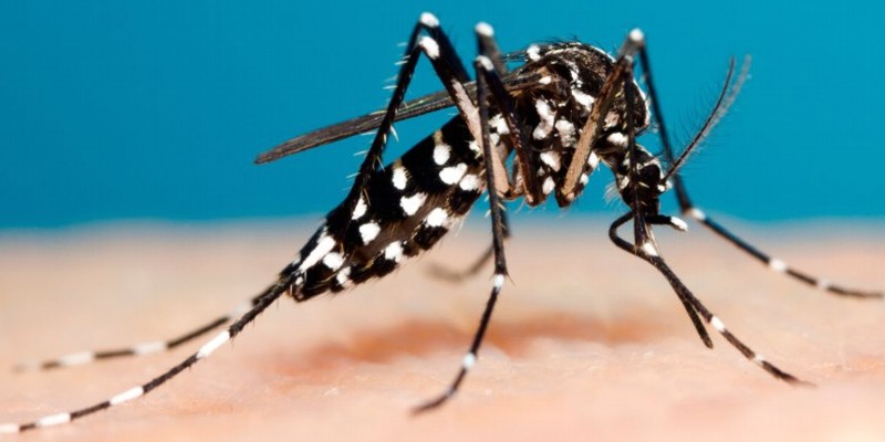 Dos casos de dengue confirmados en Avellaneda y otro en ...