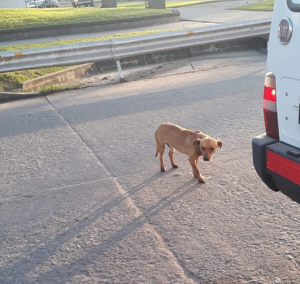 Lee más sobre el artículo Perrito