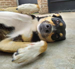 Lee más sobre el artículo Perrita