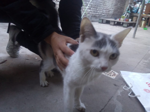 Lee más sobre el artículo Gatita
