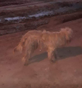 Lee más sobre el artículo Caniche