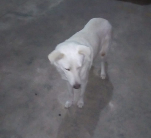 Lee más sobre el artículo Perro blanco