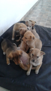 Lee más sobre el artículo Perritos