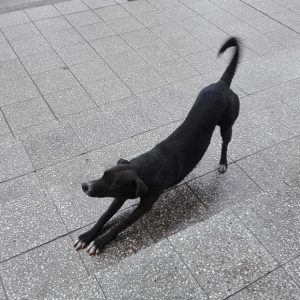 Lee más sobre el artículo Perro