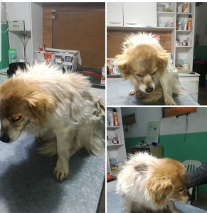 Lee más sobre el artículo Perrita