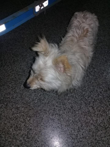 Lee más sobre el artículo Perrita