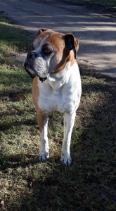 Lee más sobre el artículo Boxer