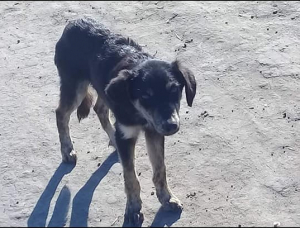 Lee más sobre el artículo Cachorrita