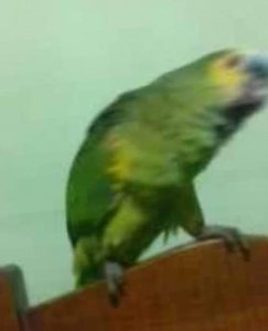Lee más sobre el artículo Loro