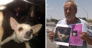 Lee más sobre el artículo Dueño desesperado ofrece su hogar a quien encuentre a su perro extraviado