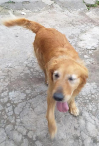 Lee más sobre el artículo Perro