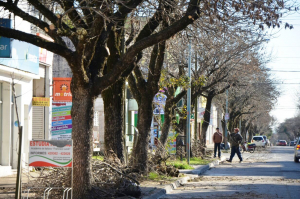 Lee más sobre el artículo Poda de arbolado público