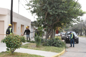 Lee más sobre el artículo Avellaneda avanza con el mantenimiento del arbolado público