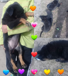 Lee más sobre el artículo Cachorros