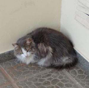 Lee más sobre el artículo Gato/a