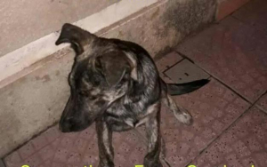 Lee más sobre el artículo Perrita