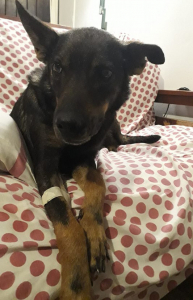 Lee más sobre el artículo Perrita